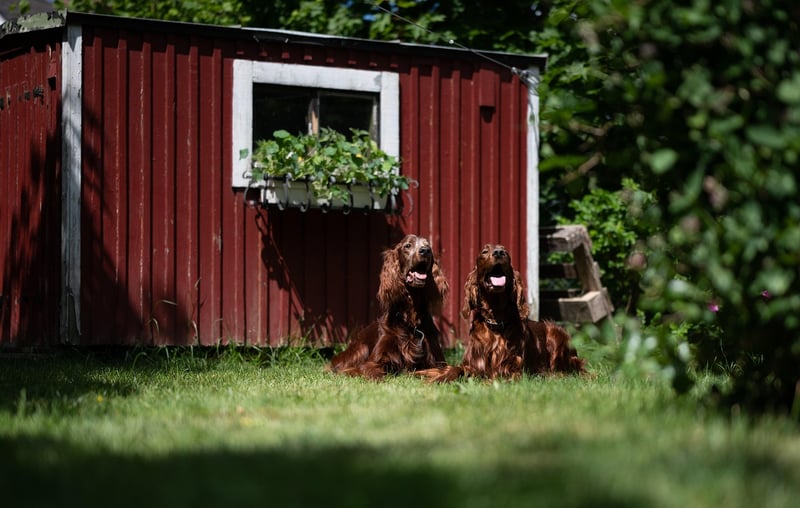 Garden Sheds