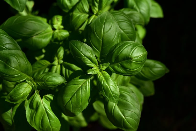 Herb Options