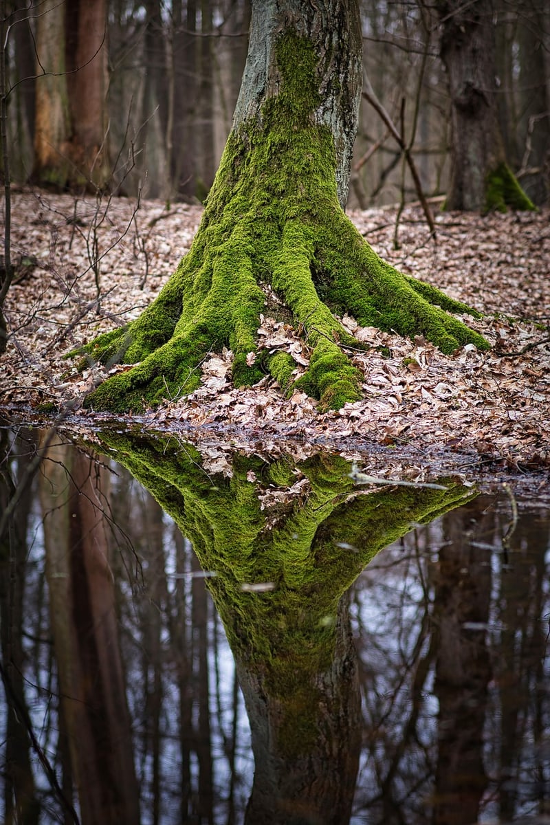 Pond Ecosystems