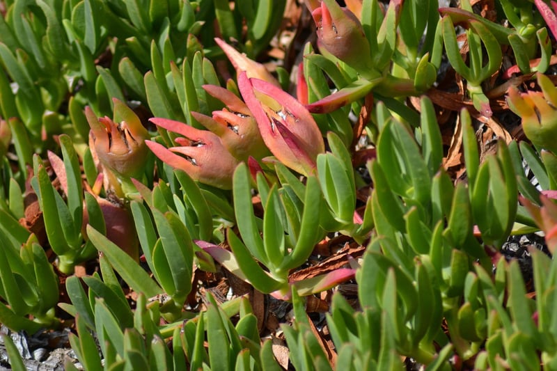 Succulent Species